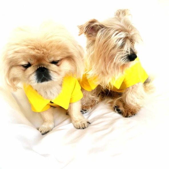 Sarı Polo Yaka Tişört  Köpek Kıyafeti  Köpek Elbisesi
