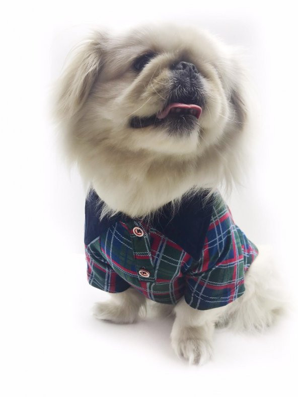 İskoç Polo Yaka Tişört Köpek Kıyafeti  Köpek Elbisesi