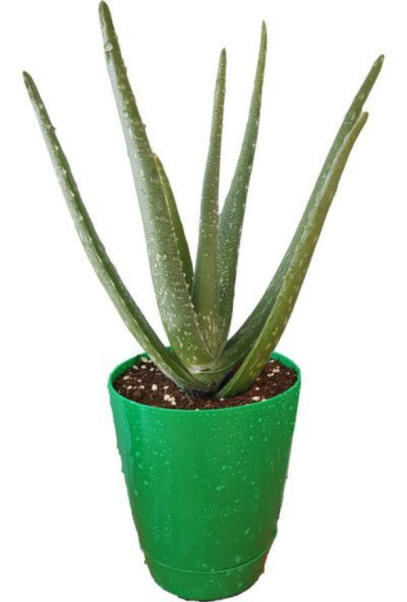 TORU BAHÇE Aloe vera Bitkisi-Jel için 5-15 Cm Doğal Krem Şifalı Bitki Sarısabır