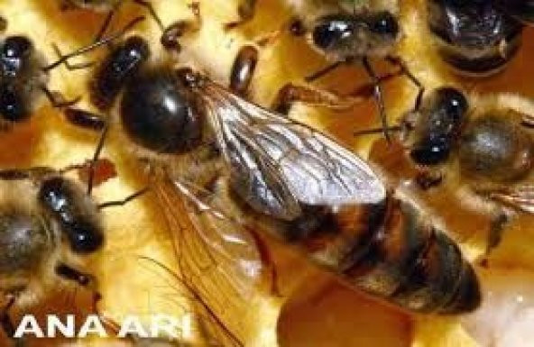 Karniyol Ana Arı