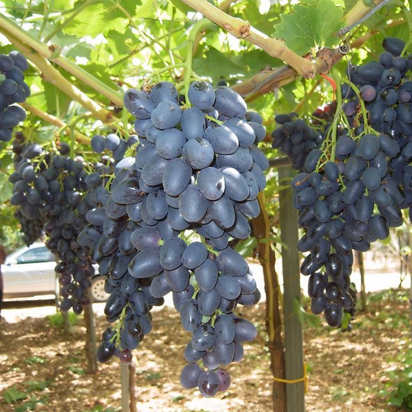 Tüplü Çekirdeksiz Siyah Hatun Parmağı Üzüm(Asma-Bağ) Fidanı - Resim 5