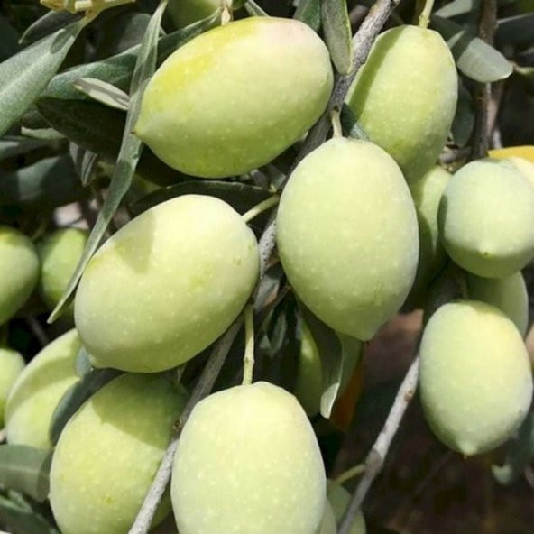 Tüplü İri Meyveli Memecik Zeytin fidanı - 5