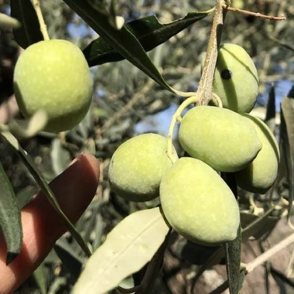 Tüplü İri Meyveli Memecik Zeytin fidanı - 6