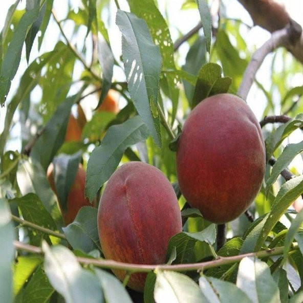 Tüplü Spring Crest Şeftali Fidanı - 4