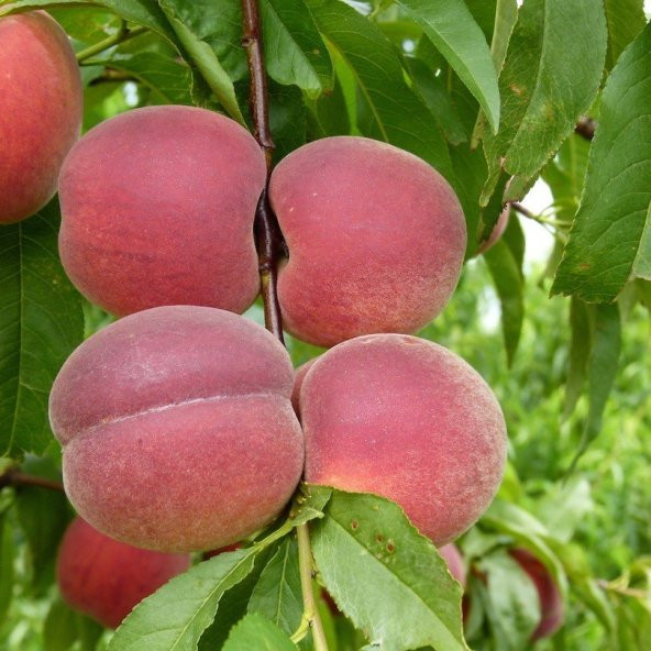 Tüplü Spring Lady Şeftali Fidanı - 2