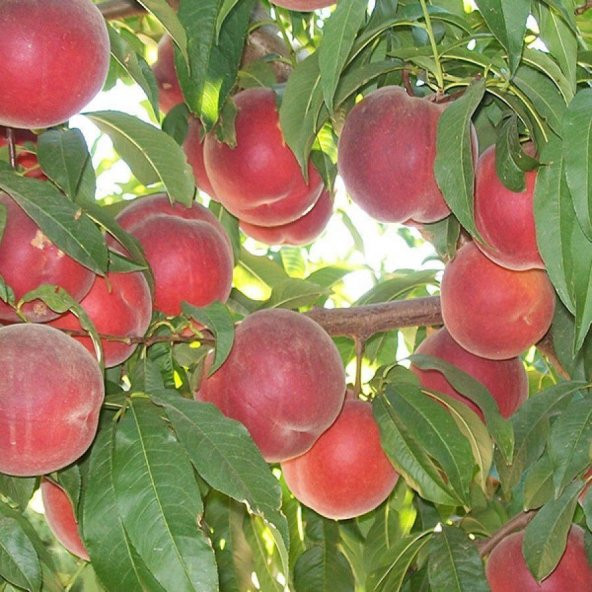 Tüplü Spring Lady Şeftali Fidanı - 4