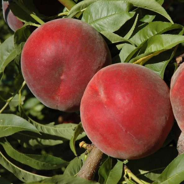 Tüplü Vista Rich Şeftali Fidanı - Resim 3