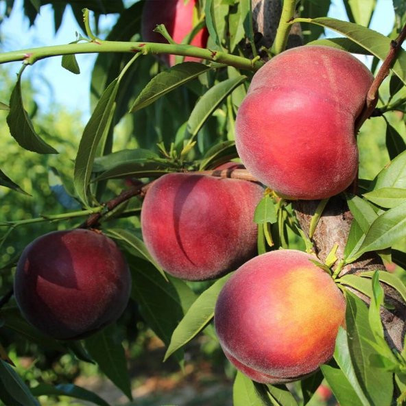 Tüplü Vista Rich Şeftali Fidanı - Resim 9