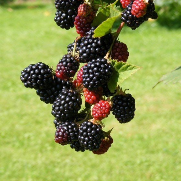 Tüplü Boysenberry Böğürtlen Fidanı - 2
