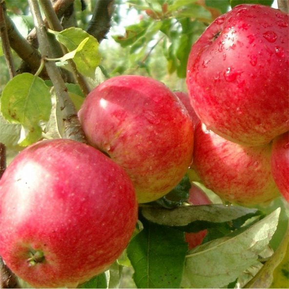 Tüplü  Early Red One Elma Fidanı