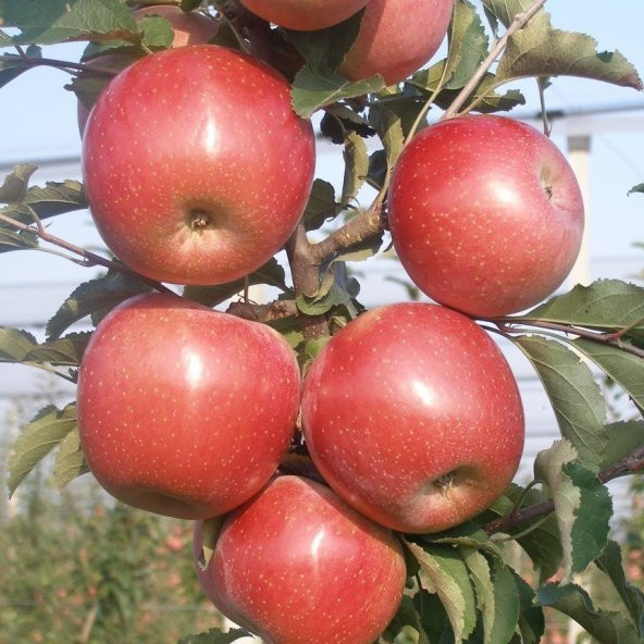 Tüplü Fuji Kiku Elma Fidanı - 7