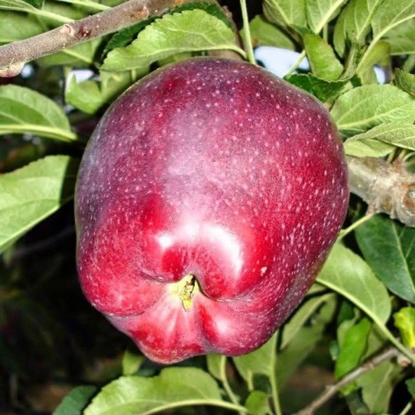 Tüplü Scarlet Spur  Elma Fidanı - 4