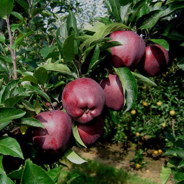 Tüplü Scarlet Spur  Elma Fidanı - 8