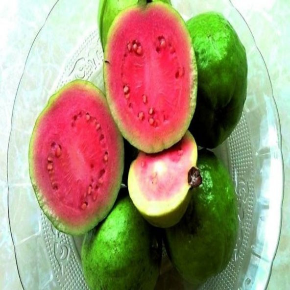 Tüplü Kırmızı Guava Fidanı