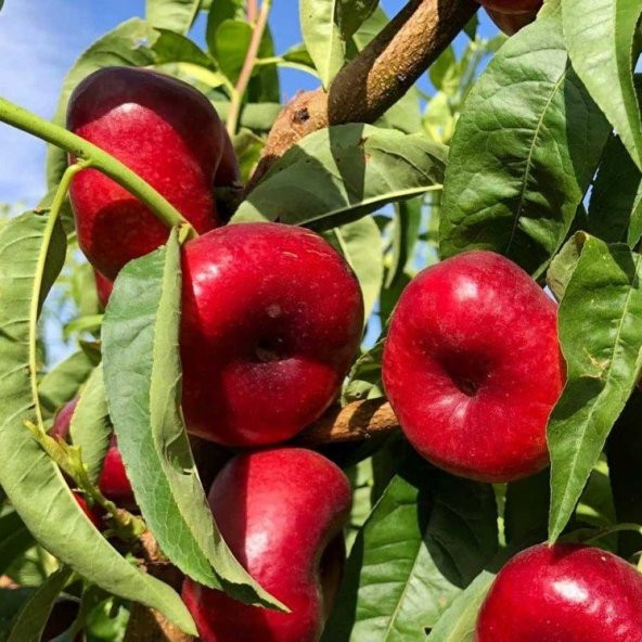 Tüplü Basık Nektarin Fidanı - 4