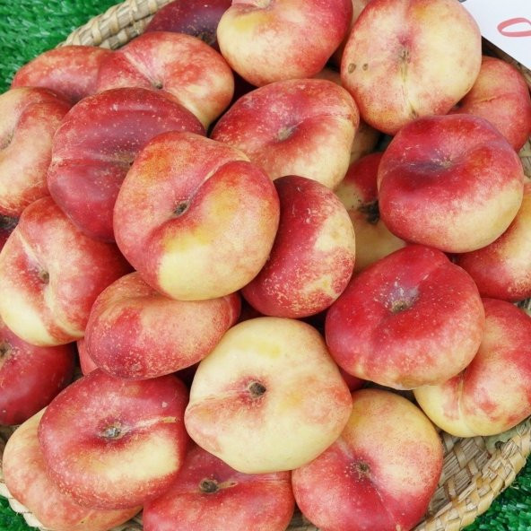 Tüplü Basık Nektarin Fidanı - 8
