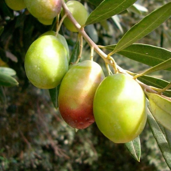Tüplü Çok İri Meyveli Domat Zeytin Fidanı - 6