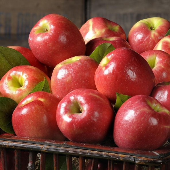 Tüplü Rose Glow Pink Lady Elma Fidanı - 6