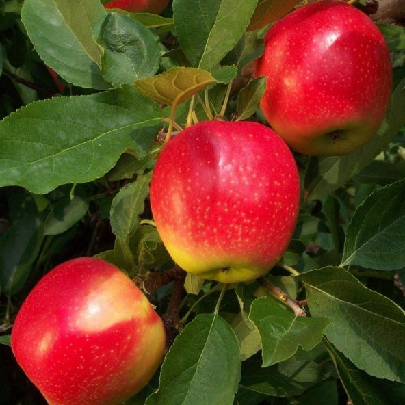 Tüplü Rose Glow Pink Lady Elma Fidanı - 7