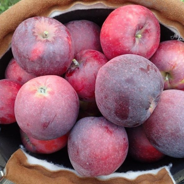 Tüplü Williams Pride Elma Fidanı - 2