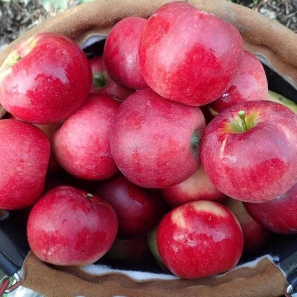 Tüplü Williams Pride Elma Fidanı - 6