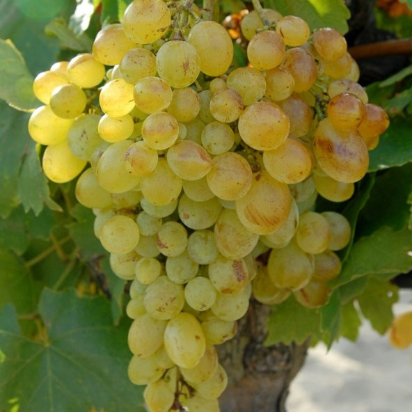 Tüplü Victoria Üzüm (Asma-Bağ) Fidanı - 7