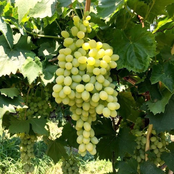 Tüplü Yalova İncisi Üzüm((Asma-Bağ) Fidanı