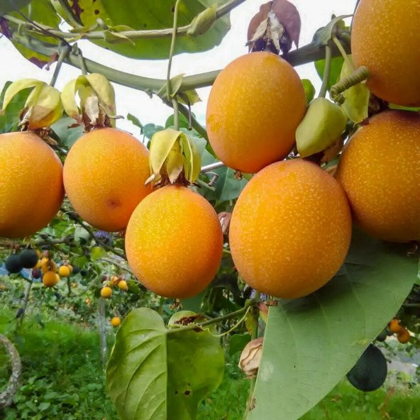 Tüplü Dona Dayanıklı Passiflora Ligularis (Sweet Granidalla) Fidanı - 2