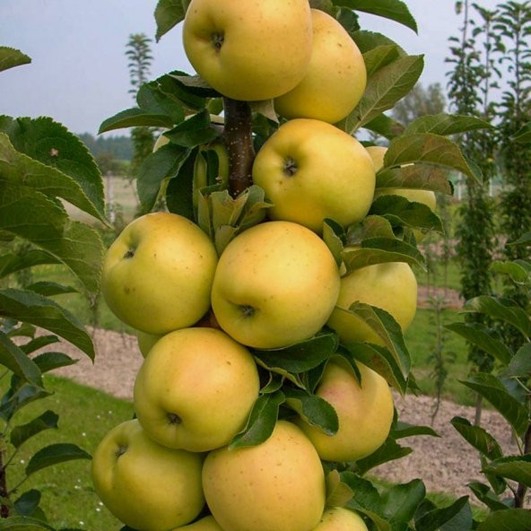 Tüplü Golden Elma Fidanı - 9