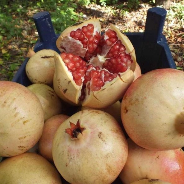 Tüplü Çok İri Meyveli Keben Narı(Silifke Aşısı) Fidanı