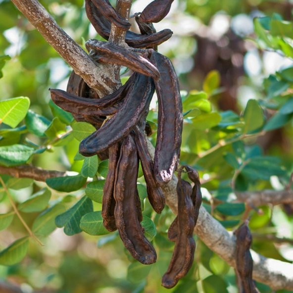 Tüplü Keçi Boynuzu(Harnup) Fidanı- Aşısız - 2