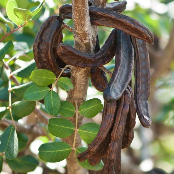 Tüplü Keçi Boynuzu(Harnup) Fidanı- Aşısız - 4