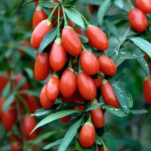 Tüplü Goji Berry Kurt Üzümü Fidanı (10 adet)