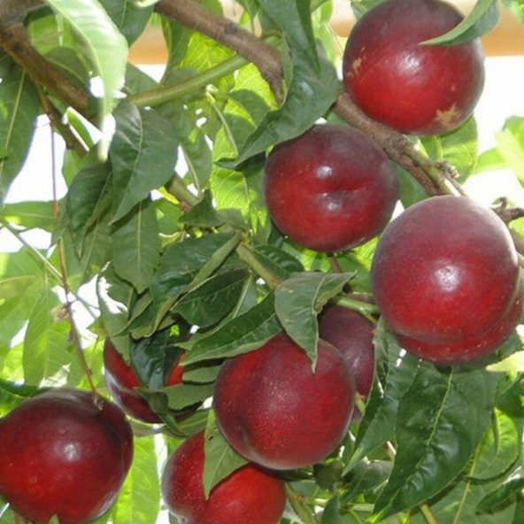 Tüplü May Glo Nektarin Fidanı - 8
