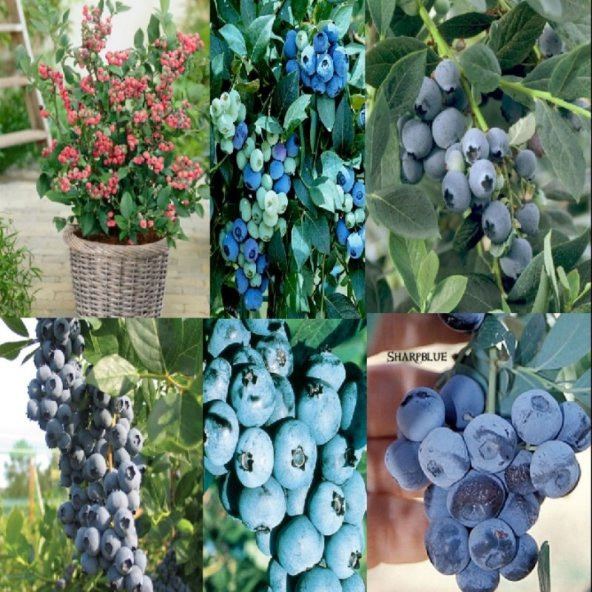 Tüplü Yaban Mersini Fidanı Paketi(12 Adet 6 Farklı Cins) - 3