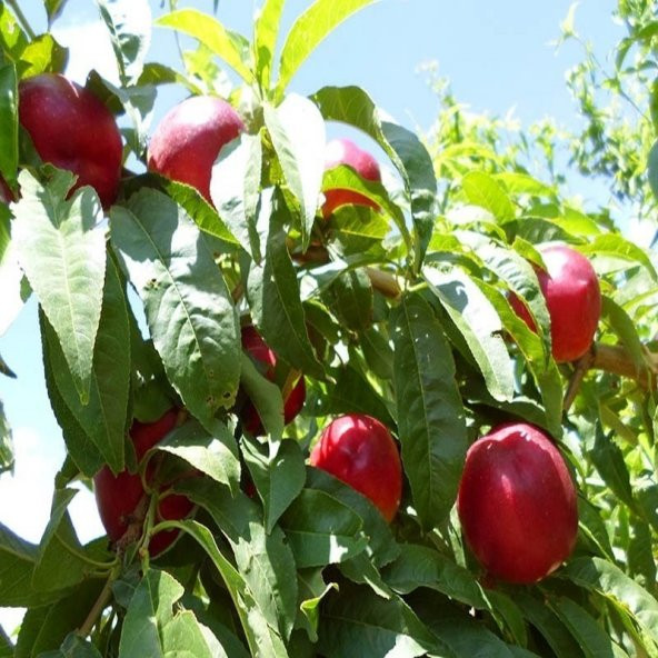 Tüplü  Zincal(Zinkal) 7 Nektarin Fidanı - 6