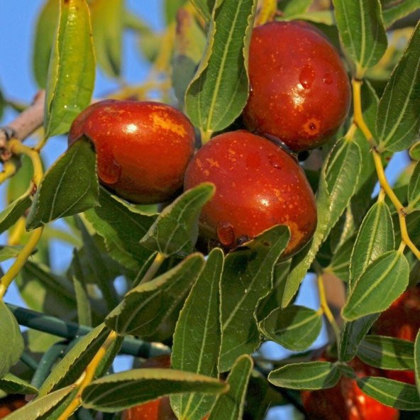Tüplü İri Meyveli Hünnap Fidanı - 8