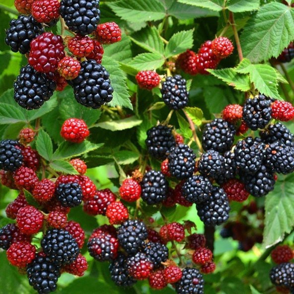 Tüplü Dikensiz Bursa 3 Böğürtlen Fidanı