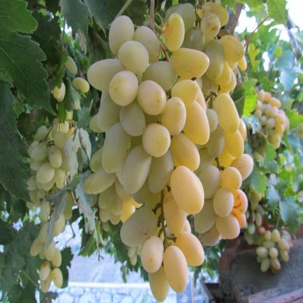 Tüplü Razaki Üzüm(Asma-Bağ) Fidanı - 2