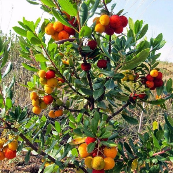 Tüplü Abutus Undo Dağ Çileği Kocayemiş Fidanı (30-50 cm) - 9