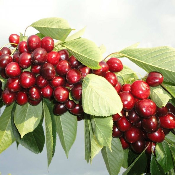 Tüplü Kendine Verimli Sweet Heart Kiraz Fidanı - 2