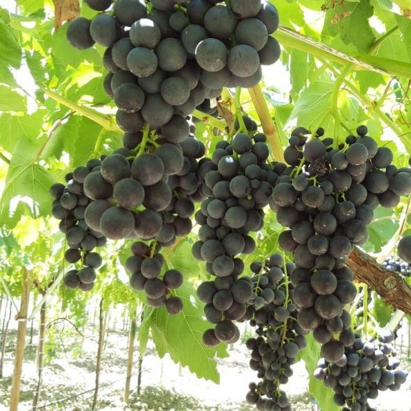 Tüplü Alphonso (Alfons) Lavellee Üzüm(Asma-Bağ) Fidanı - 12