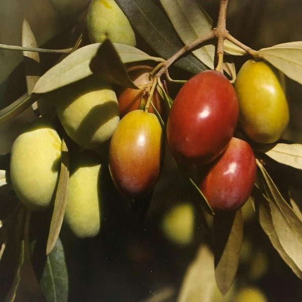 Sarı Ulak Zeytin Fidanı