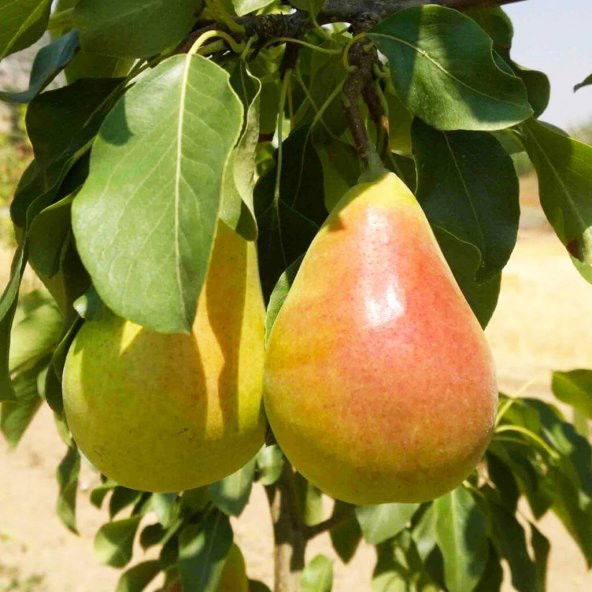 Tüplü Etruşka Armut Fidanı