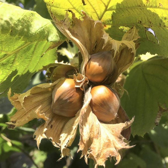 Tüplü Ordu Çakıldak Fındık Fidanı - Resim 3