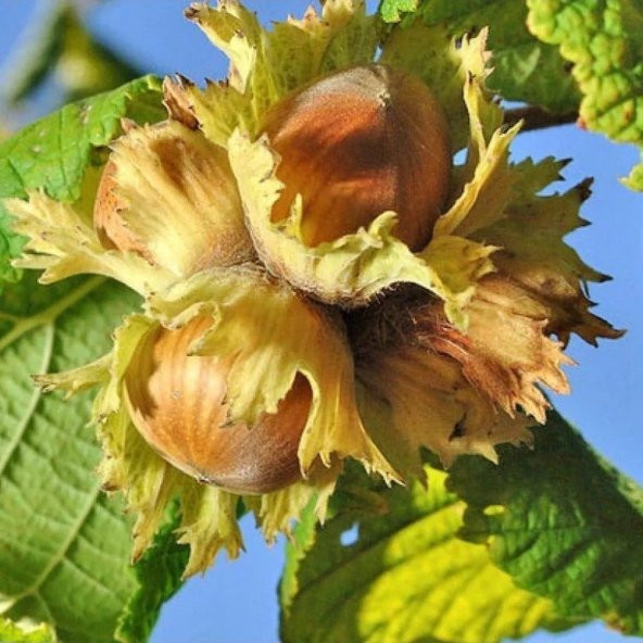 Tüplü Ordu Çakıldak Fındık Fidanı - Resim 2