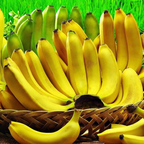Tüplü Bodur Muz Fidanı Musa Cavendish (Sınırlı Stok) - 5