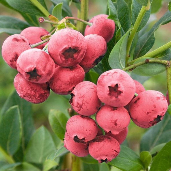 Tüplü Nadir Pink Lemonade Pembe Yaban Mersini Fidanı