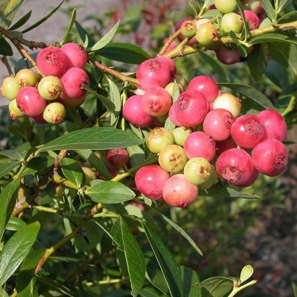Tüplü Nadir Pink Lemonade Pembe Yaban Mersini Fidanı - Resim 2