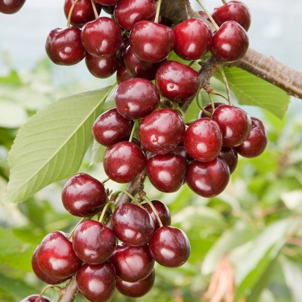 Tüplü Noir de Guben Kiraz Fidanı - 3